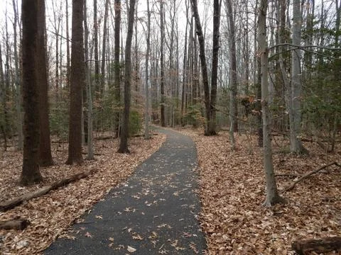 Asphalt trail or path and trees in the forest Stock Photos