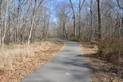 Asphalt trail or path in forest or woods Stock Photos