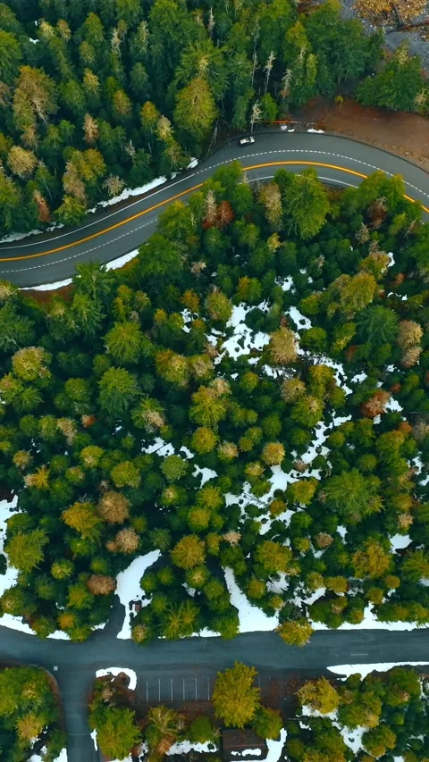 Asphalt two-lane roads in the pine tree forest. Top view on the woods crossed by Stock Footage 337716904