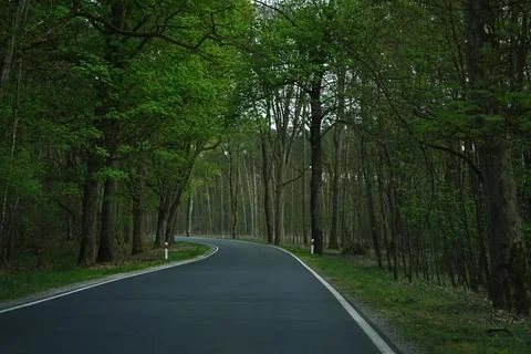 Asphalted road in green spring forest Stock Photos