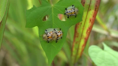 Aspidimorpha miliaris mating on a leaf Video stock 230541254