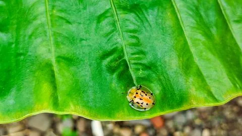 Aspidimorpha miliaris resting on a leaf, vibrant insect macro Foto stock