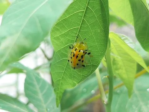 Aspidimorpha miliaris tortoise beetle macro on green leaf Stock Photos