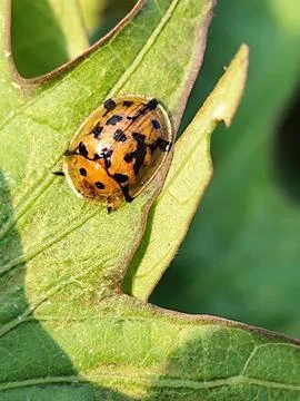 Aspidimorpha Stock Photos