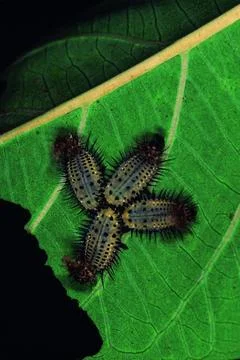 Aspidomorpha miliaris. Tortoise Beetle larvae.  Pune, Maharashtra, India. Stock Photos