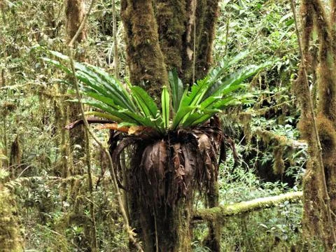 Asplenium antiquum Photos
