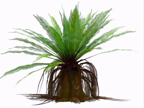 Asplenium austral Fern Ilustración de archivo