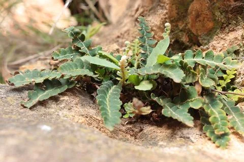 Asplenium ceterach, Rustyback Fern Growing on Rocky Surface Fotos de archivo