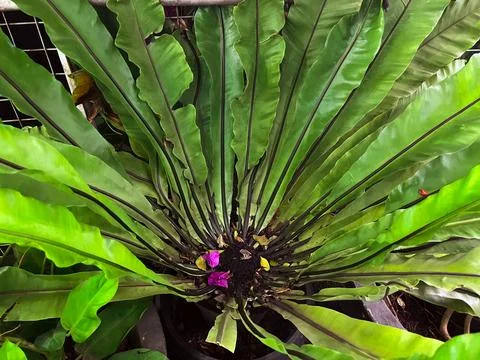 The Asplenium nidus flower Stock Photos