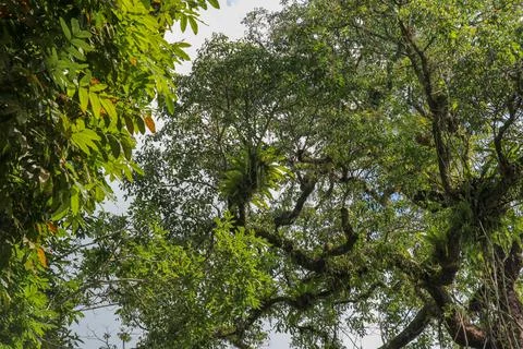 Asplenium Nidus parasites on branches in the crown of a huge tropical tree. G Foto stock