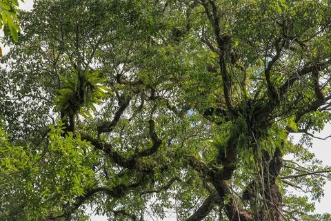Asplenium Nidus parasites on branches in the crown of a huge tropical tree. G Stock Photos