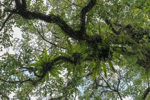 Asplenium Nidus parasites on branches in the crown of a huge tropical tree. G 스톡 사진