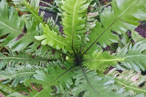 Asplenium nidus Stock Photos