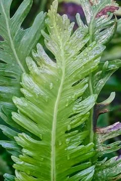 Asplenium nidus Stock Photos