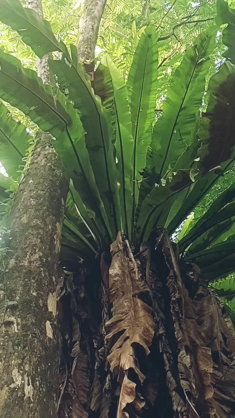 Asplenium nidus plant Stock Footage 310558894
