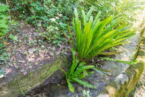 Asplenium scolopendrium or Phyllitis scolopendrium, Europe Stock Photos
