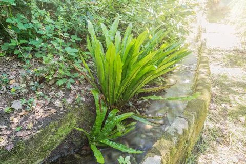 Asplenium scolopendrium or Phyllitis scolopendrium, Europe Stock Photos
