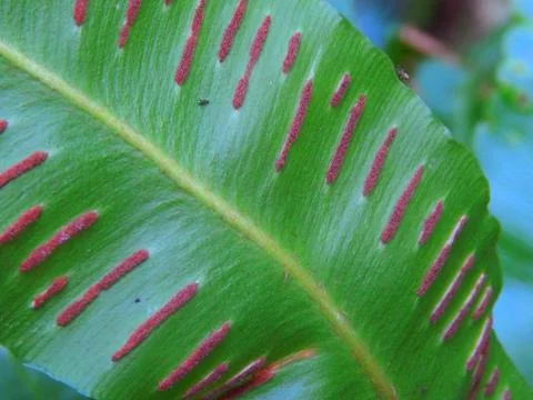 Asplenium scolopendrium Fotos de archivo