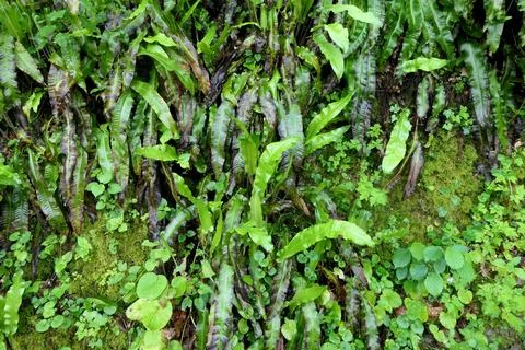Asplenium scolopendrium. Stock Photos