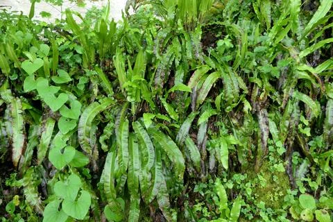 Asplenium scolopendrium. Stock Photos