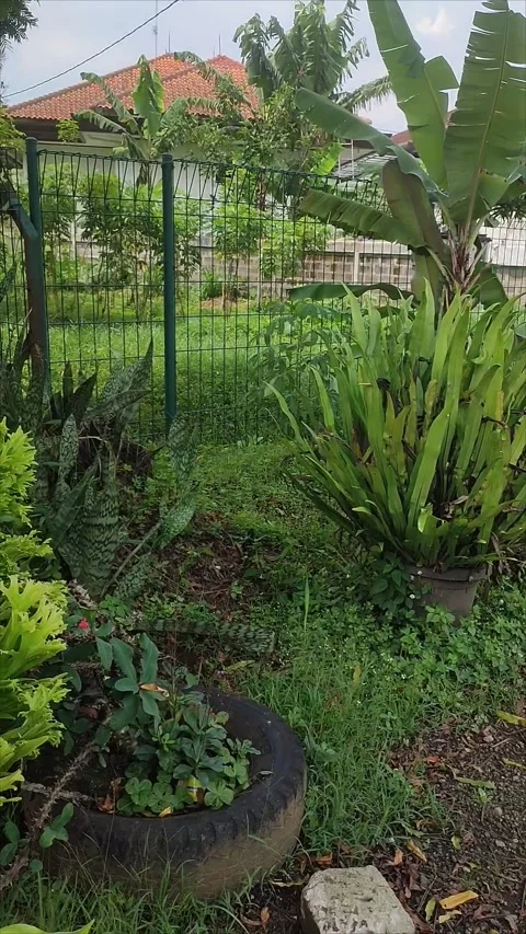 Asplenium Scolopendrium Suitable For Outdoor Decoration Plant Stock Footage 273014347