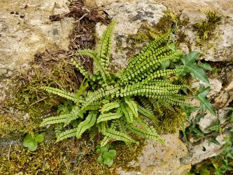 Asplenium trichomanes. Stock Photos