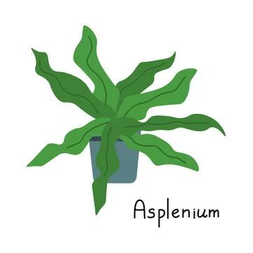 Asplenium vector simple Stock Illustration