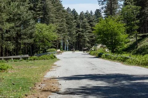 Aspromonte Stock Photos