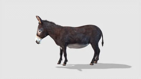 Ass Call idle Stock Footage 321015562