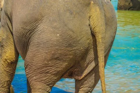 Ass of the elephant Stock Photos