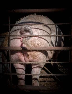 Ass pig View of the back of a big pig in the sty. Copyright: xZoonar.com/G... Stock Photos