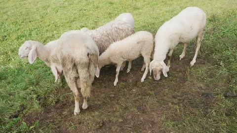 Assaf sheep breed in 4K. Stock Footage 129235701