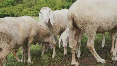 Assaf sheep breed in 4K. Vídeos de archivo 129235764