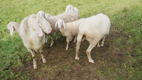 Assaf sheep breed in 4K. Stock Footage 129235898
