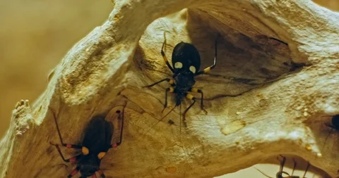 Assaissin bug at ZOO close up Stock Footage 106288044