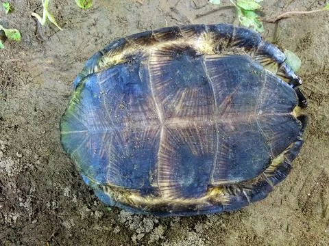 Assam leaf turtle carapace, Cyclemys gemeli, Assam, India.  Family Geoemydi.. Foto stock
