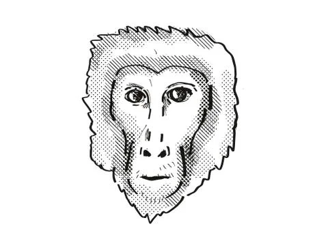 Assam Macaque Monkey Cartoon Retro Drawing. Stock Illustration