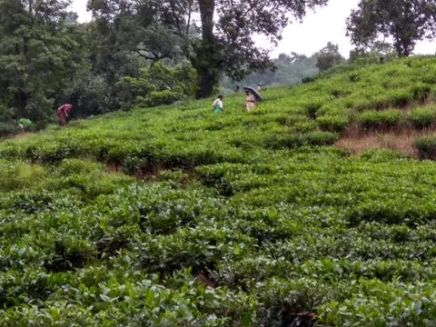 Assam teagardens Stock Photos