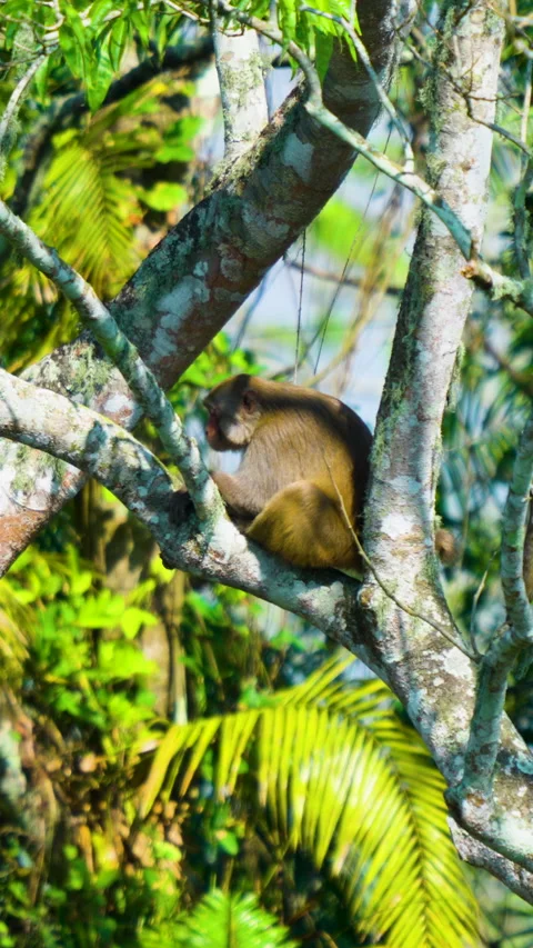 Assamese Macaque Monkey Sitting On Tree Branch In Indian Jungle Stock Footage 340851232