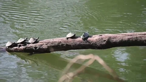 Assamese roofed turtles sitting on a branch in Kaziranga national park Stock Footage 261036319