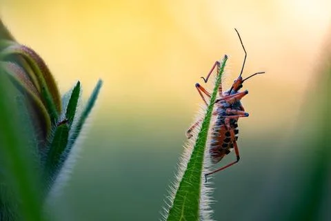Assassin bug on a backlit leaf, golden light Stock Photos