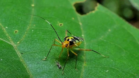 Assassin bug beetle eating larva. Stock Footage 78750747