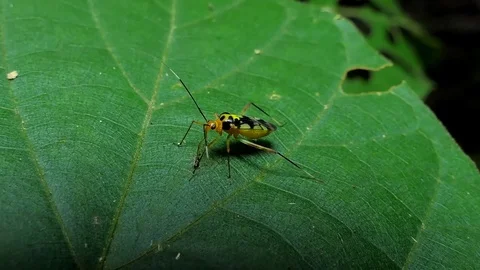 Assassin bug beetle eating larva. Stock-Footage 78751167