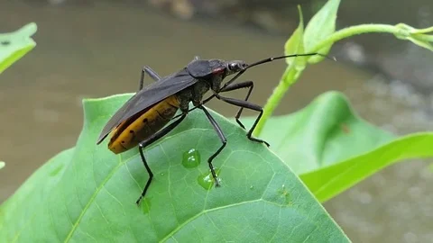 Assassin bug beetle on leaves Stock Footage 84313425