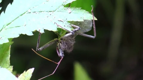 Assassin bug closeup crawling under a leaf in forest Stock Footage 79319007