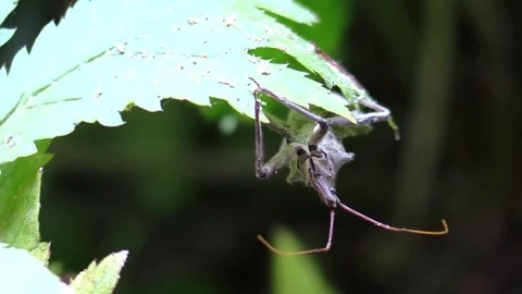 Assassin bug closeup crawling under a leaf in forest Stock Footage 79319978