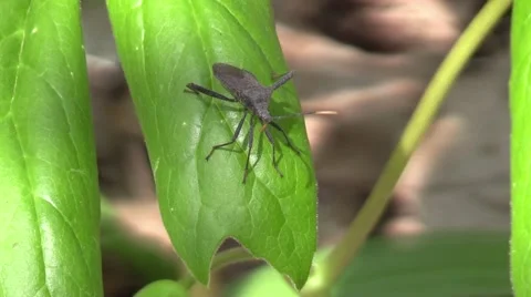 Assassin bug closeup on green leaf nature wildlife Stock Footage 61401204