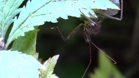 Assassin bug closeup under a leaf in forest Stock Footage 79319970