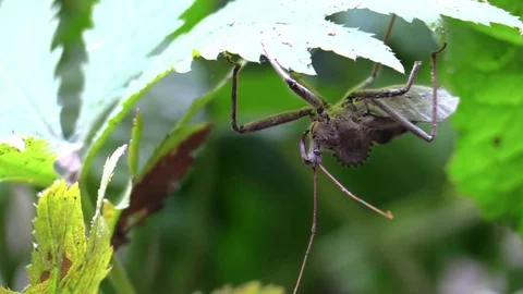 Assassin bug closeup under a leaf in forest Stock Footage 79320231