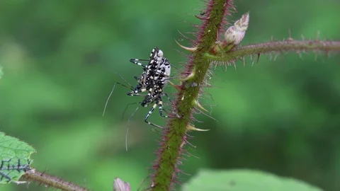 Assassin bug couple crawling Stock Footage 83199078